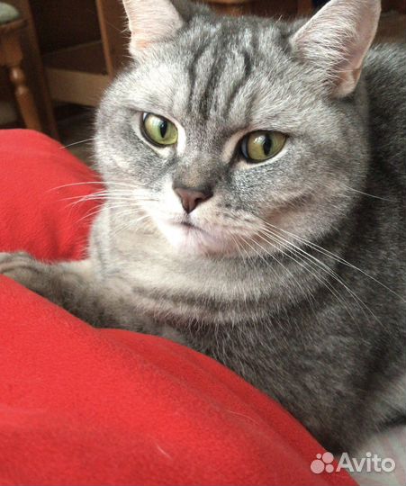 Британский кот бесплатно