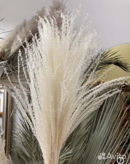 Пампасная трава/мискантус сухоцветы