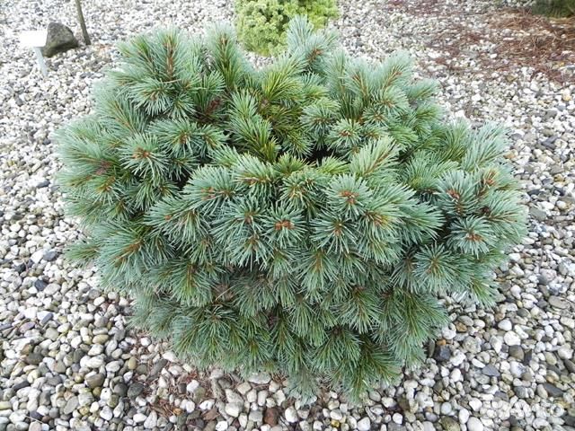 Picea engelmannii 'Hobo'