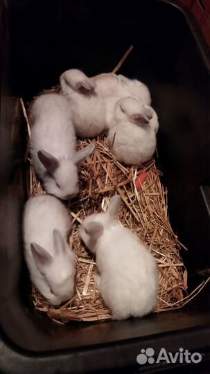 Кролики Калифорнийские от 1,5 месяца