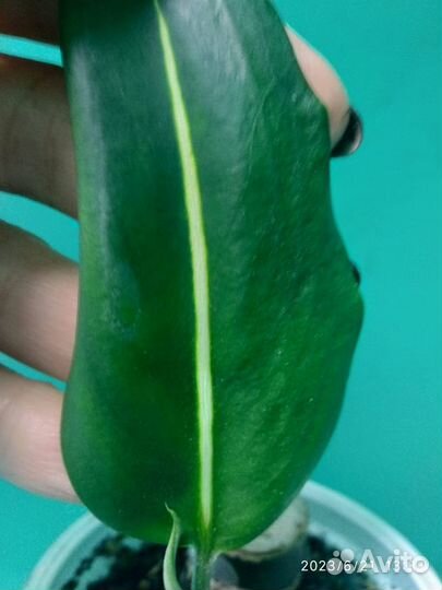 Диффенбахия