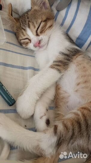 Кошка в дар