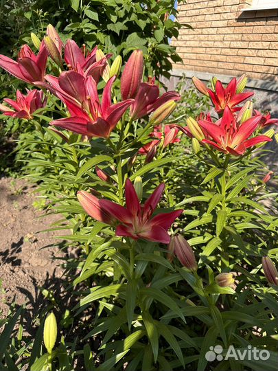 Цветы лилии