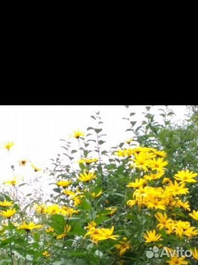 Топинамбур