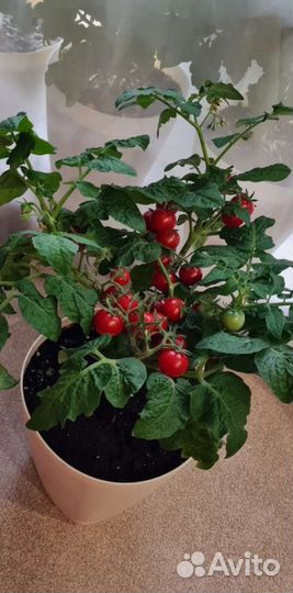 Томат комнатный