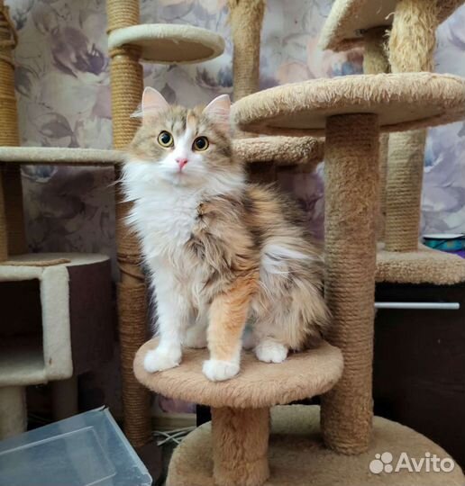 Кошка в дар