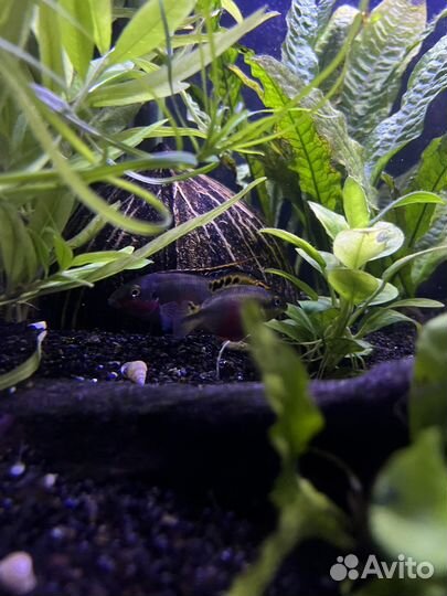 Пельвикахромис пульхера (крибенсис)