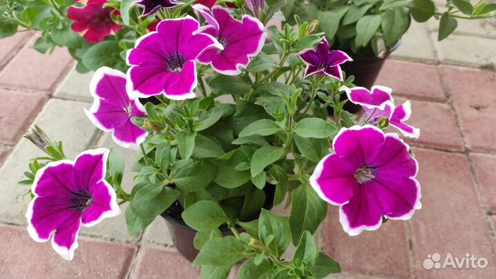 Рассада ампельной петунии