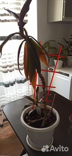 Комнатный цветок