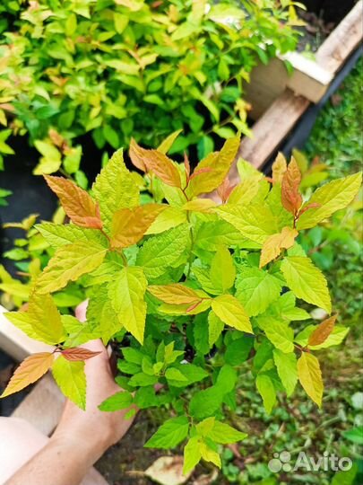 Спирея японская, серая, березолистная