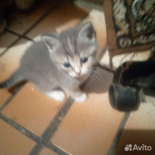 Кошка в дар бесплатно