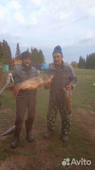 Прудовое хозяйство