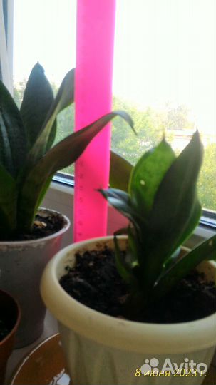 Сансевиерия (тещин язык), суккуленты