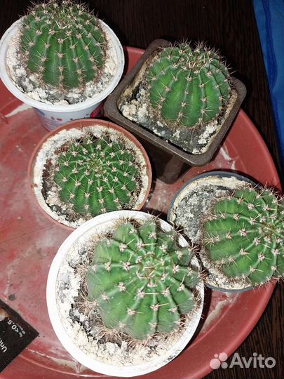 Детки кактуса цветущего