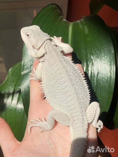Бородатые агамы зеро