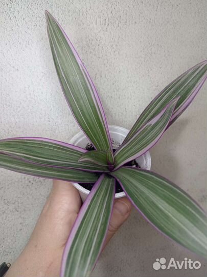 Традесканция