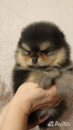 Померанский шпиц мини
