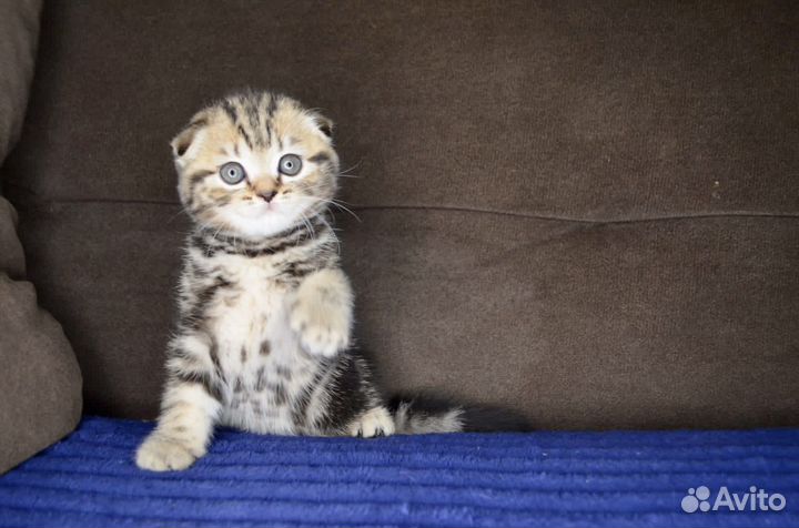 Шотландские вислоухие котята