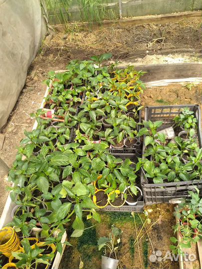 Рассада петунья