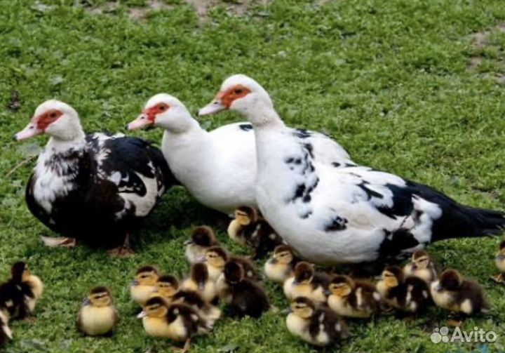 Суточные Утята Мускусные Белые ст-6