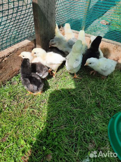 Цыплята недельные