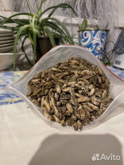 Замороженные сверчки