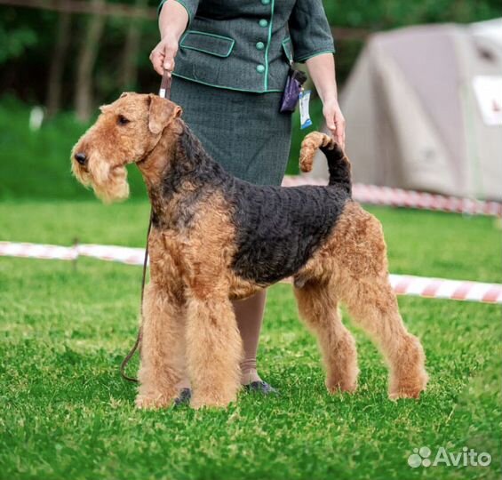 Щенки Эрдельтерьера