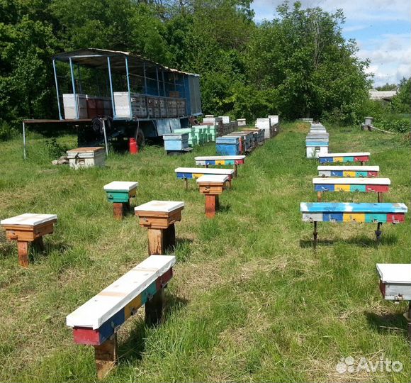 Маточное молочко нативное