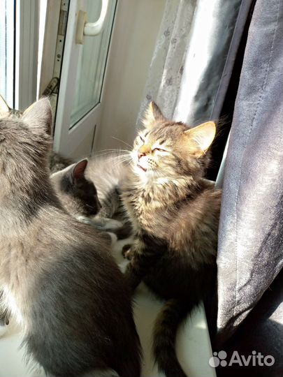 Котята в добрые руки две девочки