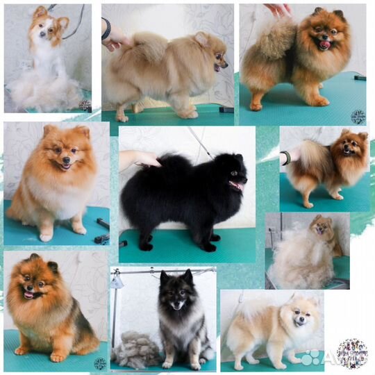 Стрижка собак и кошек (Груминг, тримминг)