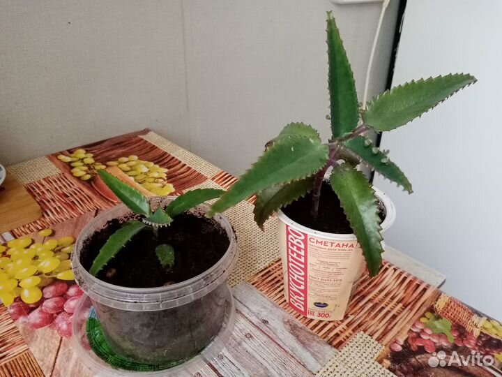 Продам цветы комнатные