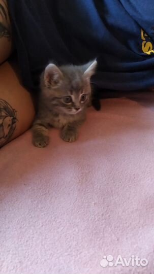 Котодетка в добрые руки
