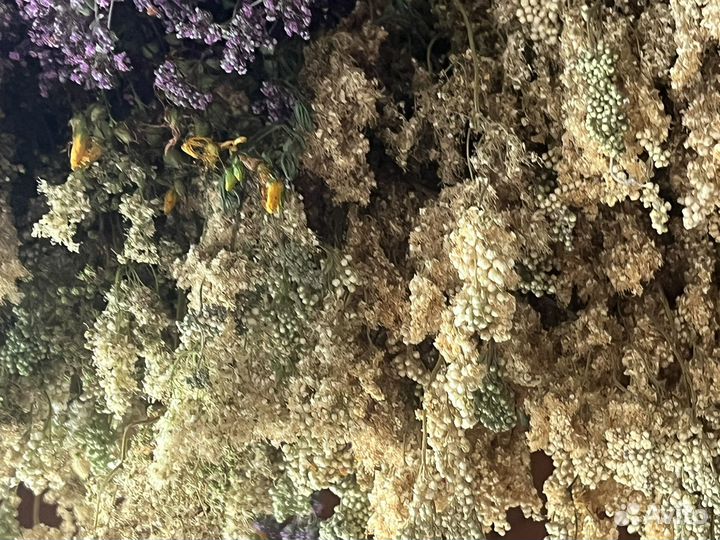 Лечебные травы