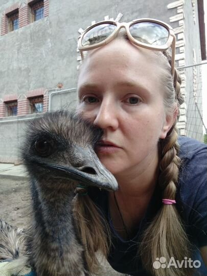 Пару страусов,подсадная и хохлатая утка, индоутка