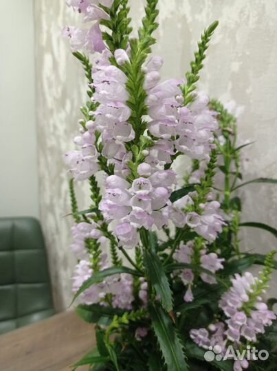 Цветы многолетние