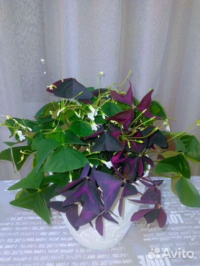 Комнатные цветы- Оксалис (кислица)