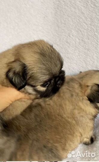 Мини пекинес