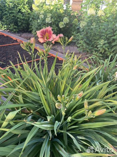 Лилейники сортовые