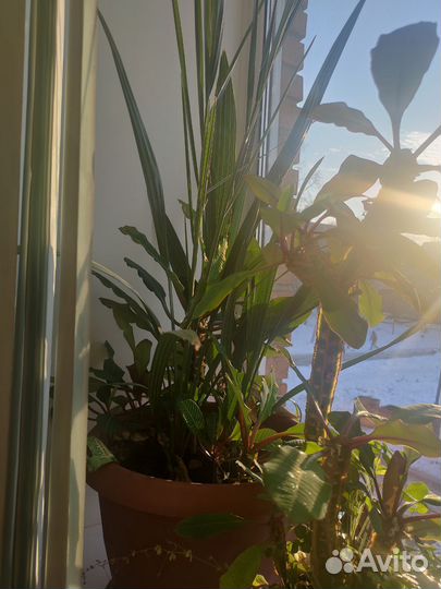 Финиковая пальма в большом горшке