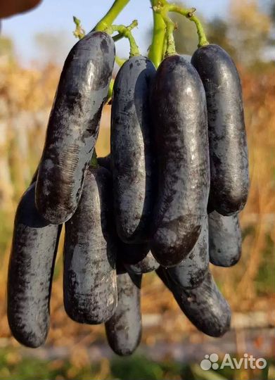 Черенки винограда аватар