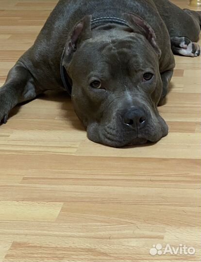 Стаффордширский терьер вязка