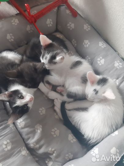 Котята отдам бесплатно