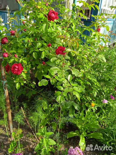 Саженец розы плетистой