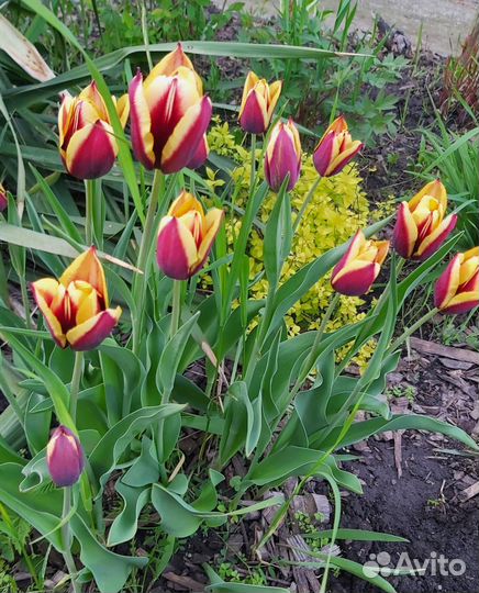 Тюльпаны на срез