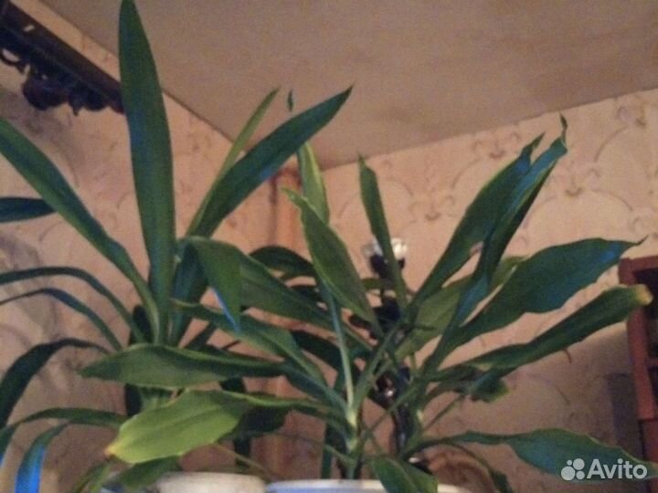 Макраме кашпо, цветы горшечные