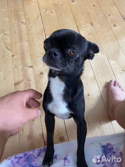 Чихуахуа mini вязка