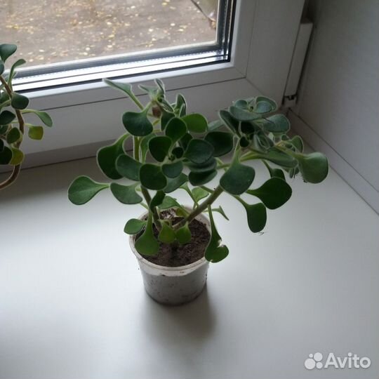 Аихризон- дерево любви