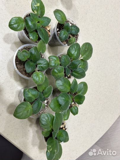 Комнатные цветы фиалки