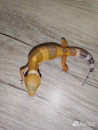 Геккон эублефар
