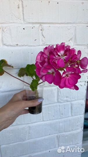 Пеларгонии,плектрантус,ахименес